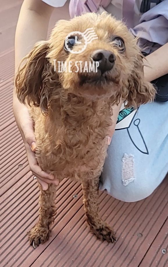 경주동물사랑보호센터_447505202300604
