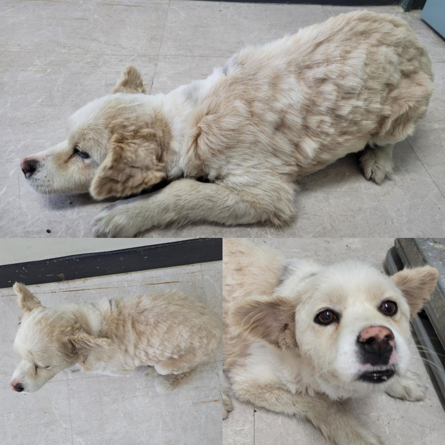 논산시 동물보호센터_444454202300542