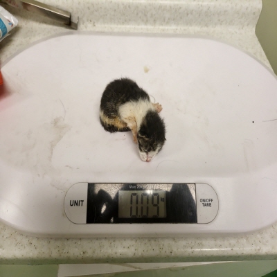 누리동물병원_426333202300438