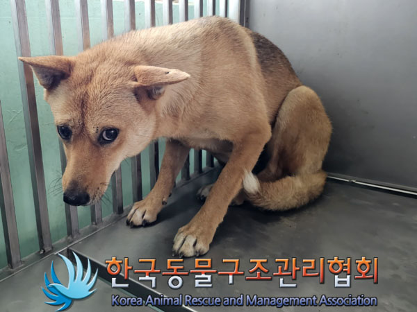 한국동물구조관리협회_411311202300516