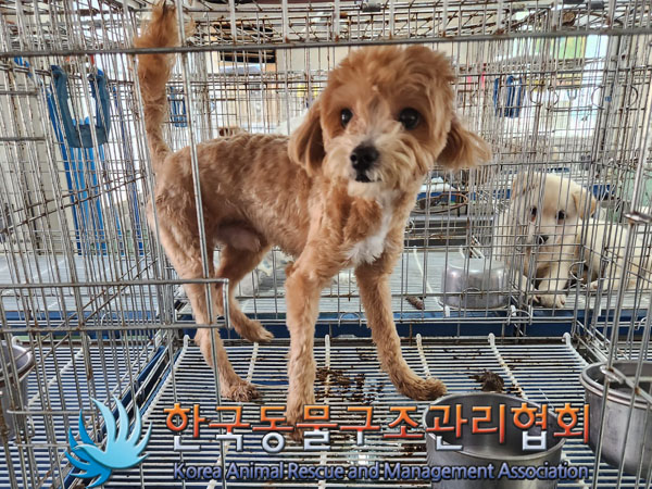 한국동물구조관리협회_411305202300313