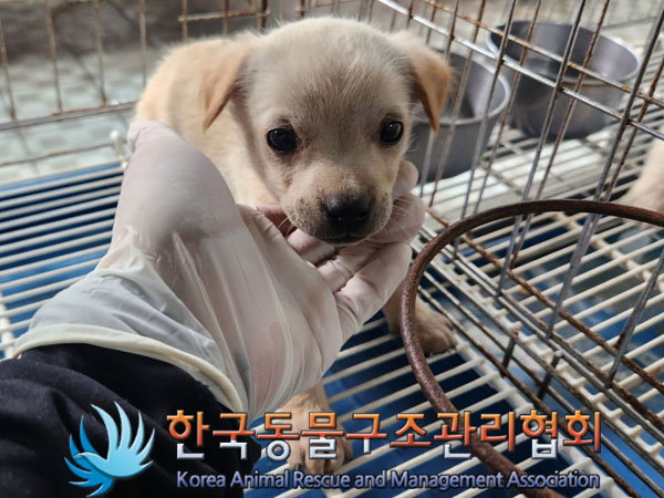 한국동물구조관리협회_441560202300795