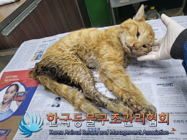 한국동물구조관리협회_441559202300441