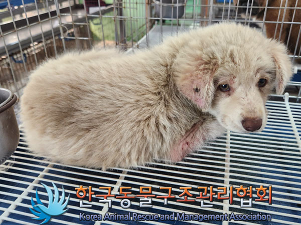 한국동물구조관리협회_441406202300868