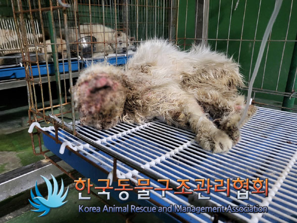 한국동물구조관리협회_441560202300799