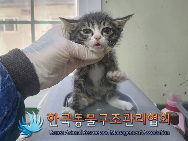 한국동물구조관리협회_411304202300395