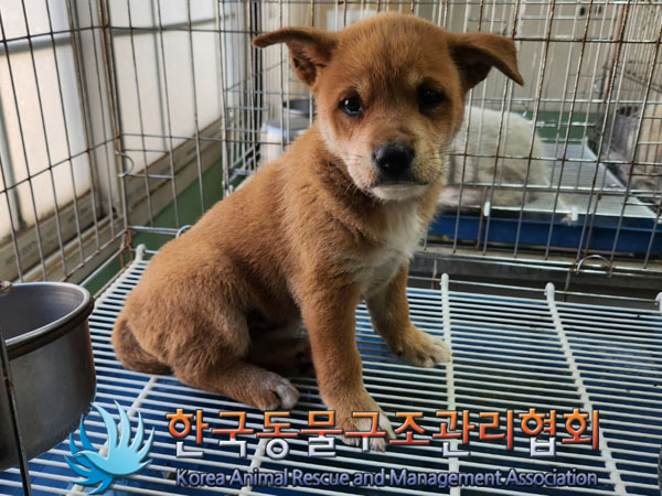 한국동물구조관리협회_441559202300440
