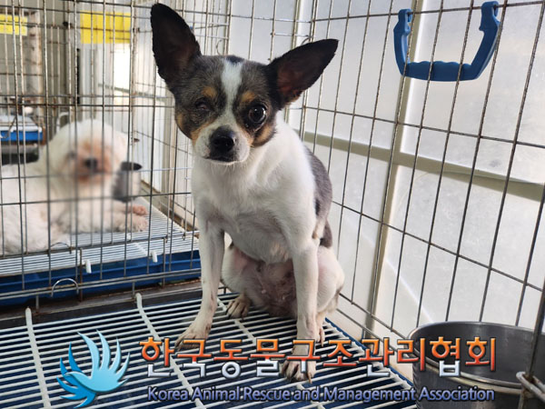 한국동물구조관리협회_411312202300417