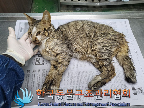 한국동물구조관리협회_411301202300327