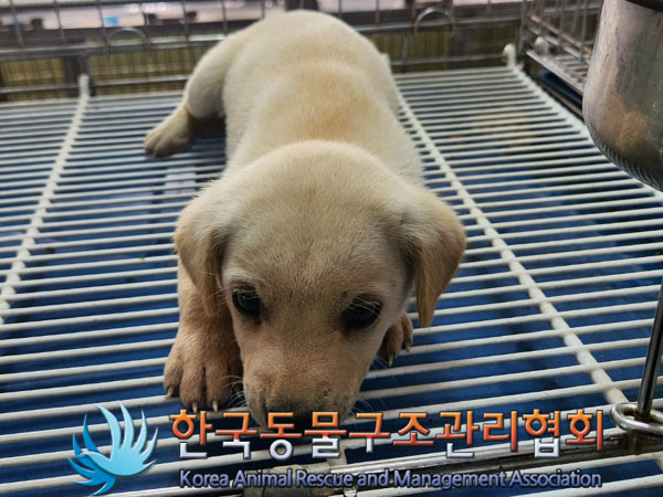 한국동물구조관리협회_441560202300798