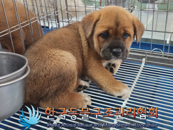 한국동물구조관리협회_441559202300438