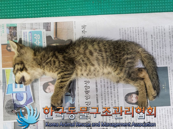한국동물구조관리협회_411316202300462