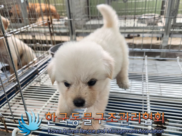 한국동물구조관리협회_441560202300794
