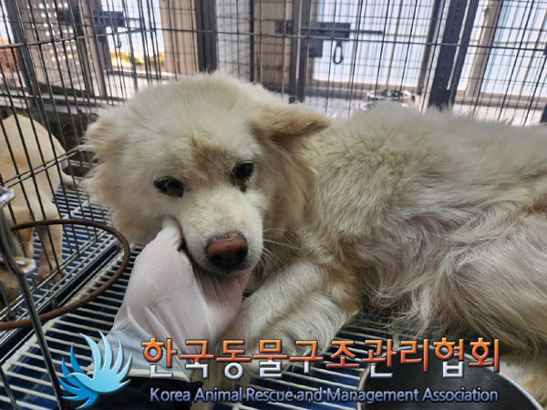 한국동물구조관리협회_441560202300793