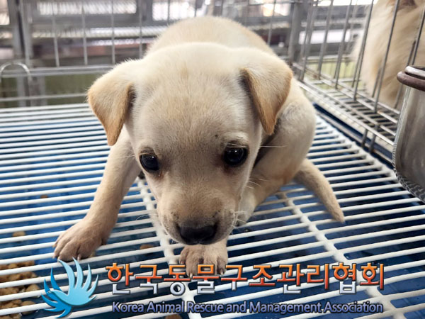 한국동물구조관리협회_441560202300796