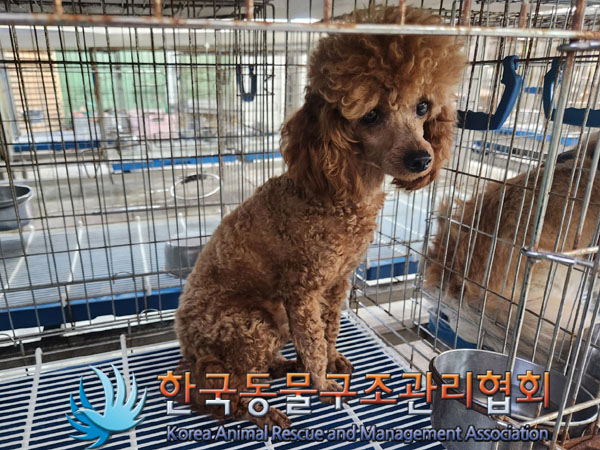 한국동물구조관리협회_411304202300394