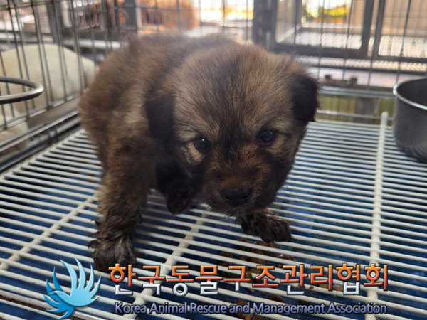 한국동물구조관리협회_441560202300797