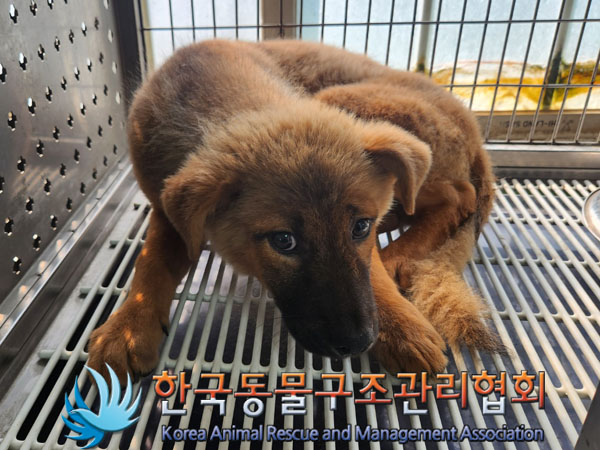 한국동물구조관리협회_411300202300225