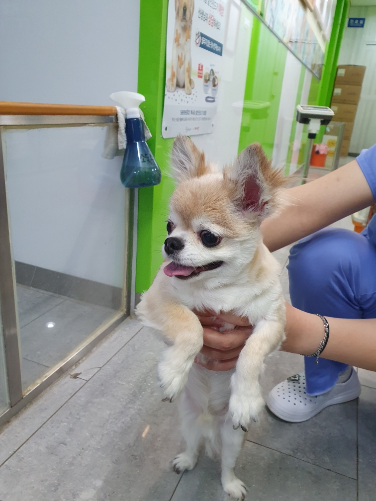 펫앤쉘터동물병원_441378202301063