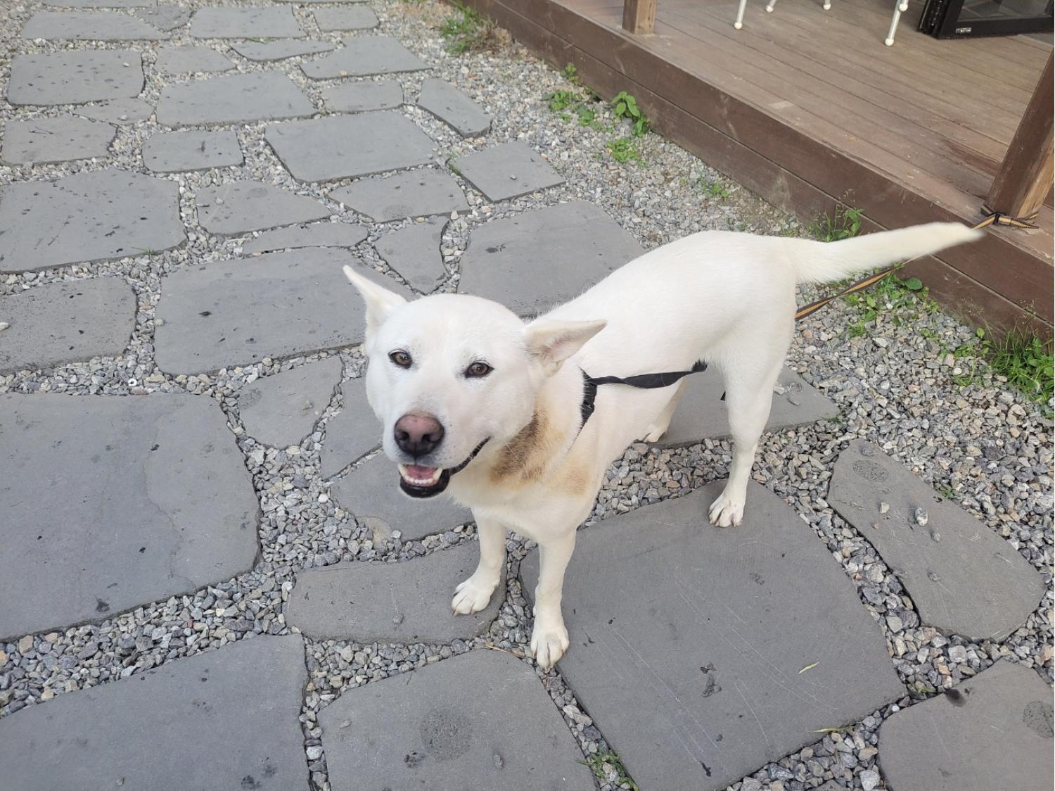 고양시동물보호센터_441394202301355