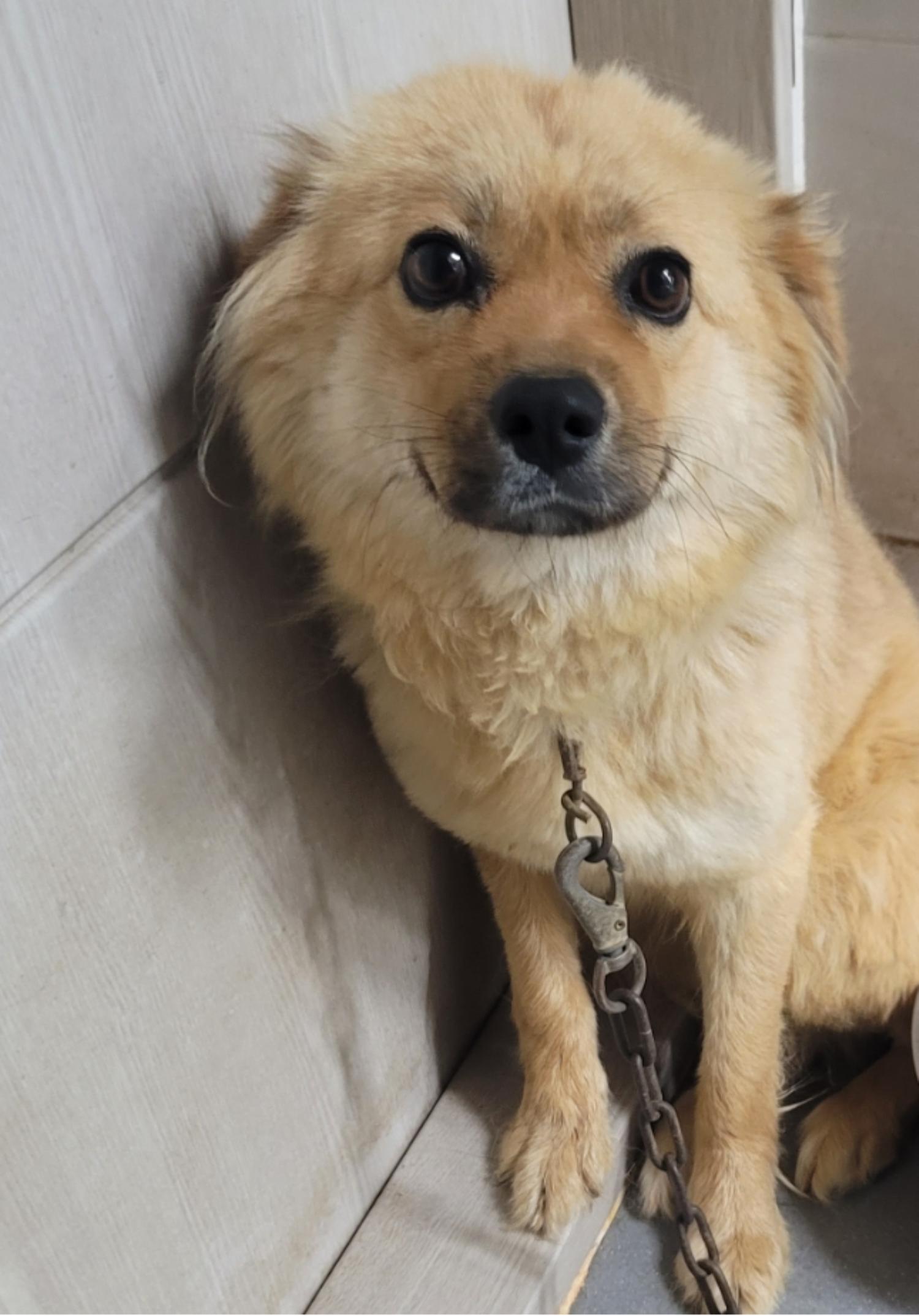 영천유기동물보호센터_447510202300186