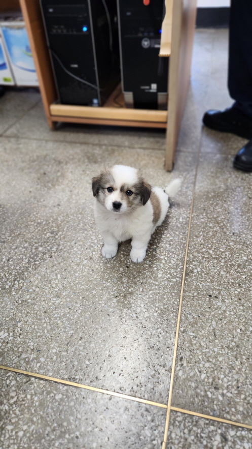 익산유기동물보호소_445468202301293