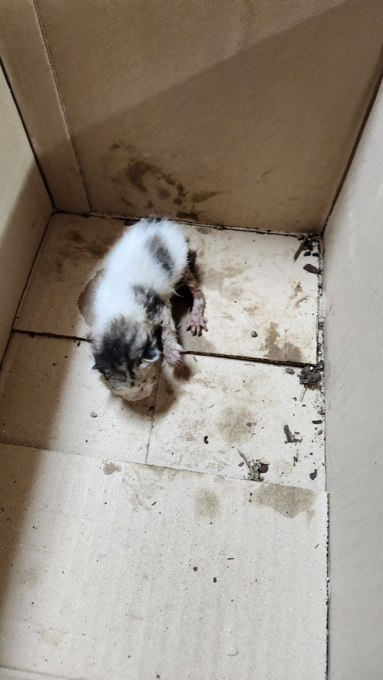 익산유기동물보호소_445468202301299