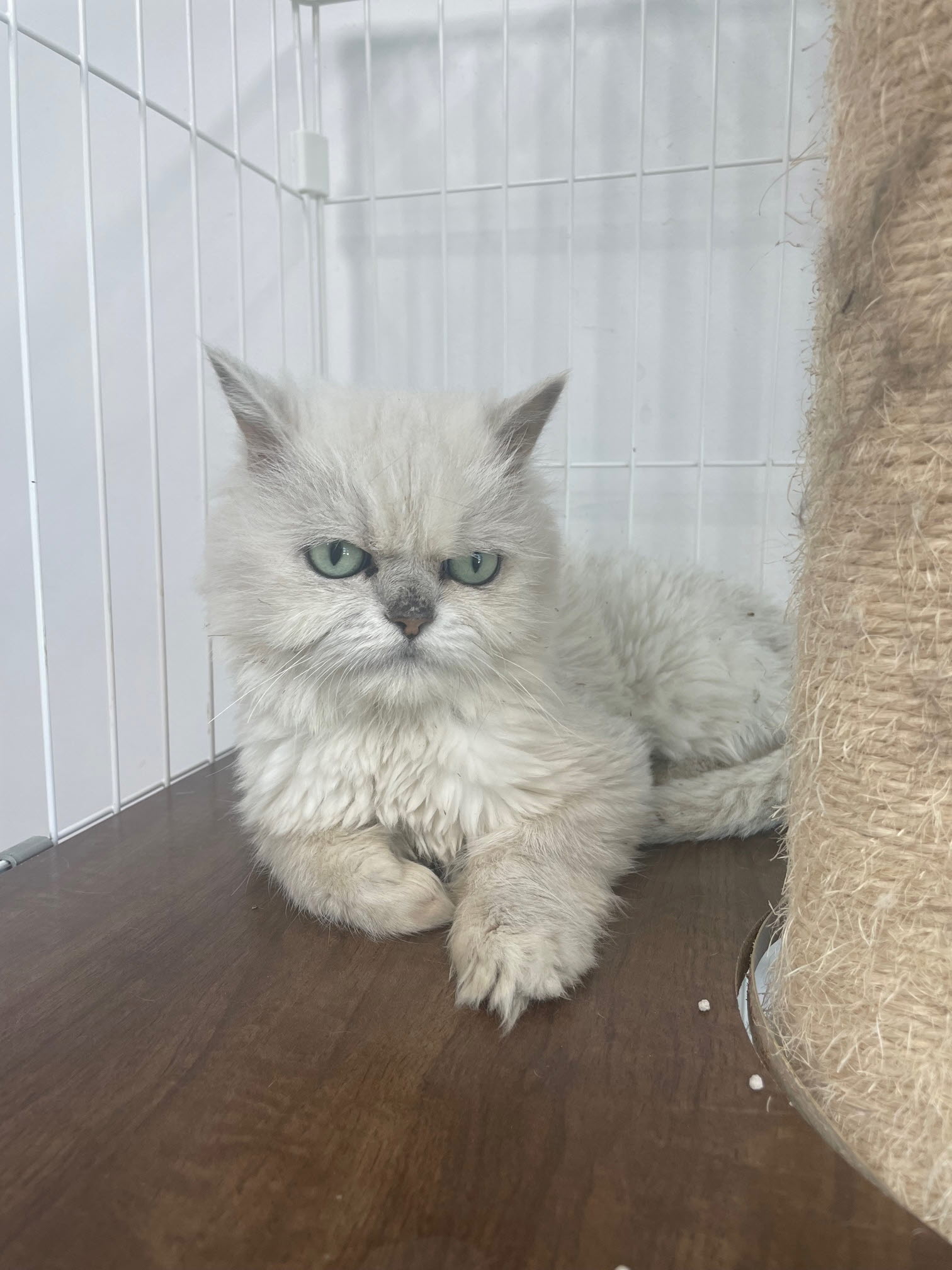 [고양이] 믹스묘 경기-시흥-2023-00376 유기동물 배경 이미지 입니다.