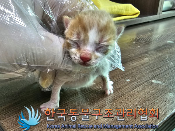 한국동물구조관리협회_441398202300233