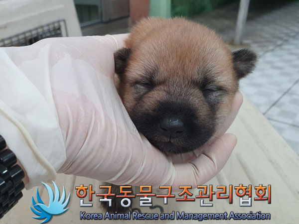 한국동물구조관리협회_441559202300451