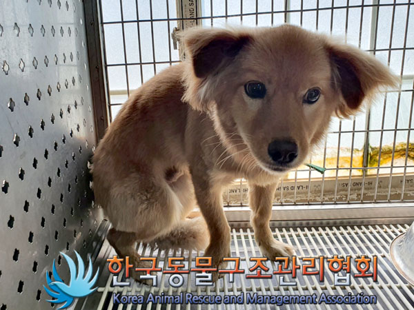한국동물구조관리협회_411301202300328
