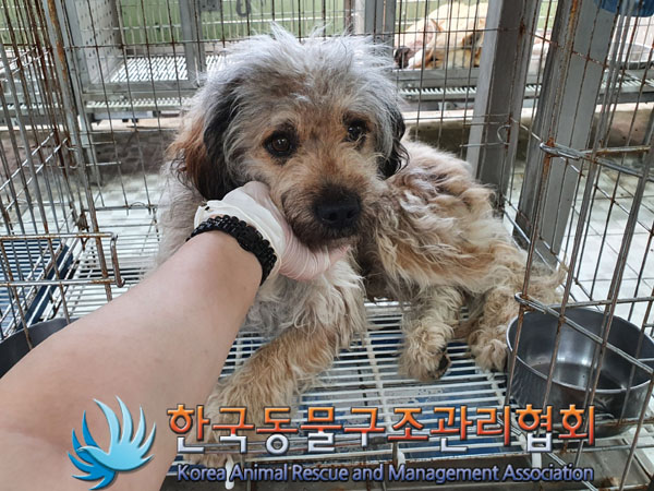 한국동물구조관리협회_441560202300801