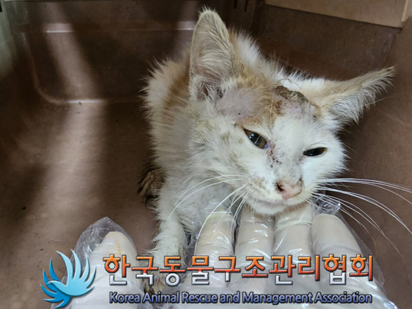 한국동물구조관리협회_411303202300264