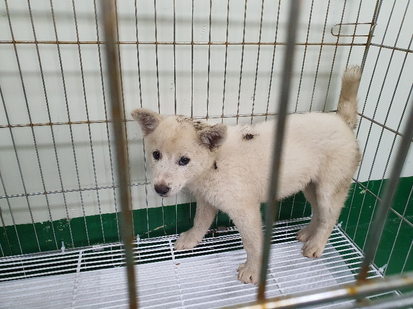 공주시 동물보호소_444450202300406