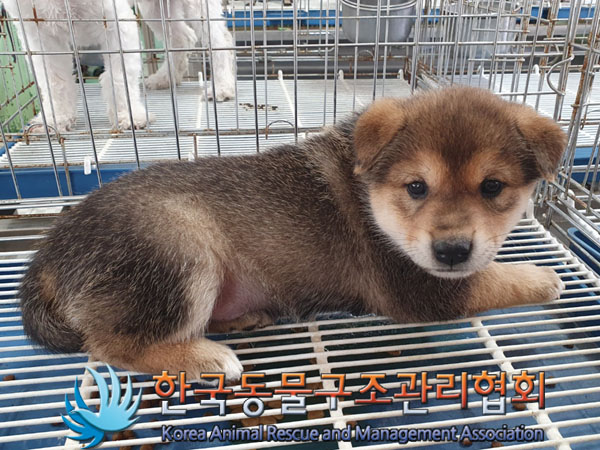 한국동물구조관리협회_441406202300875