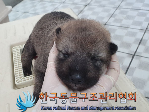 한국동물구조관리협회_441559202300448