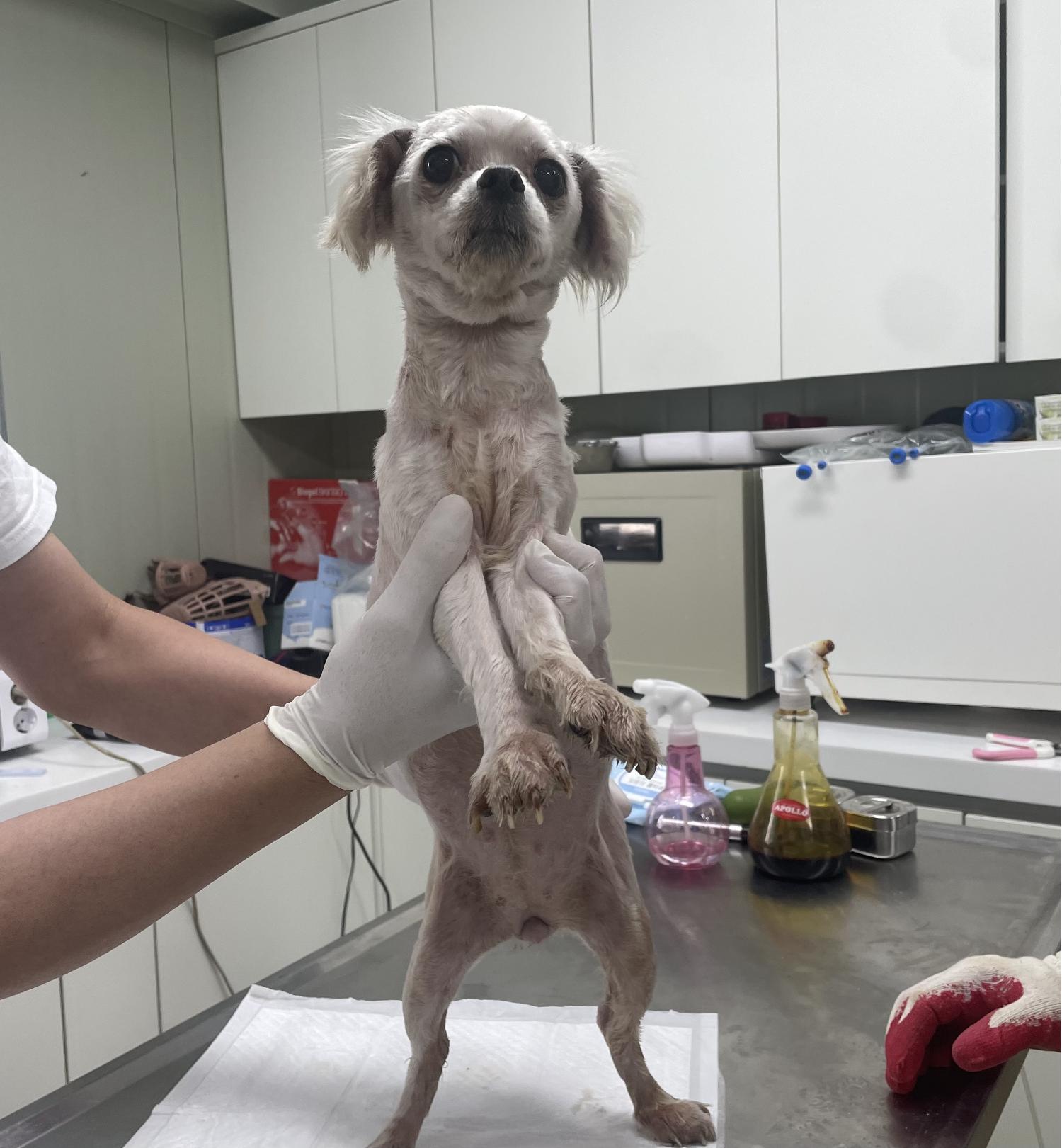 남양주시동물보호센터_441399202301575