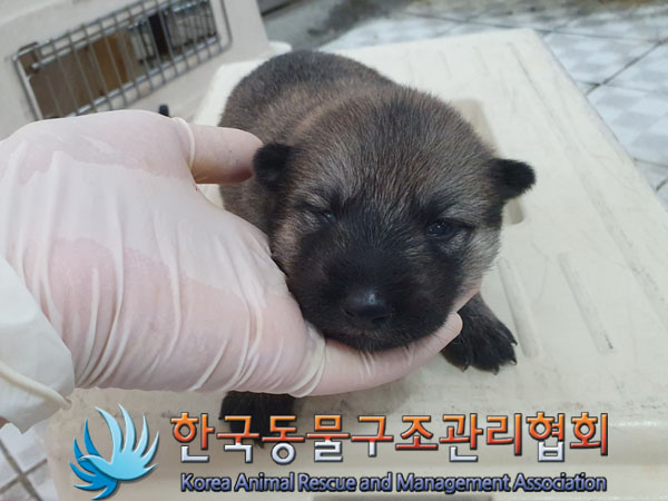 한국동물구조관리협회_441559202300450