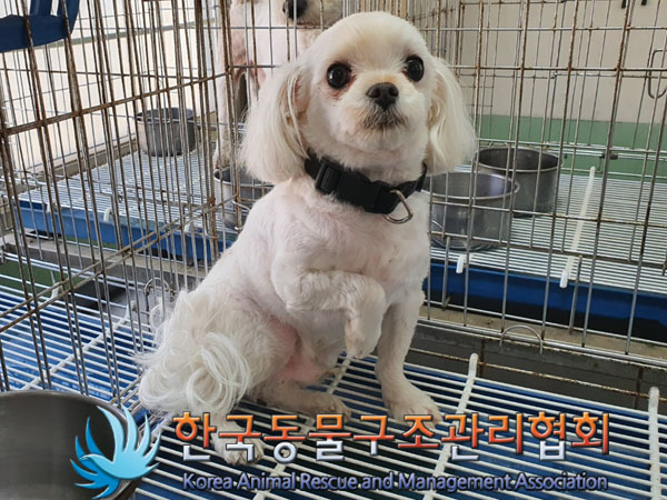 한국동물구조관리협회_441382202300414