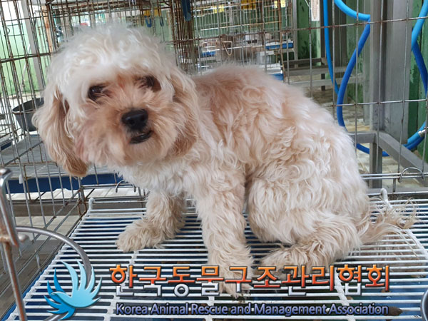 한국동물구조관리협회_441559202300443