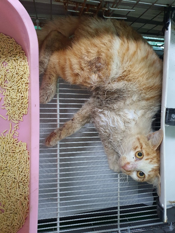 공주시 동물보호소_444450202300407