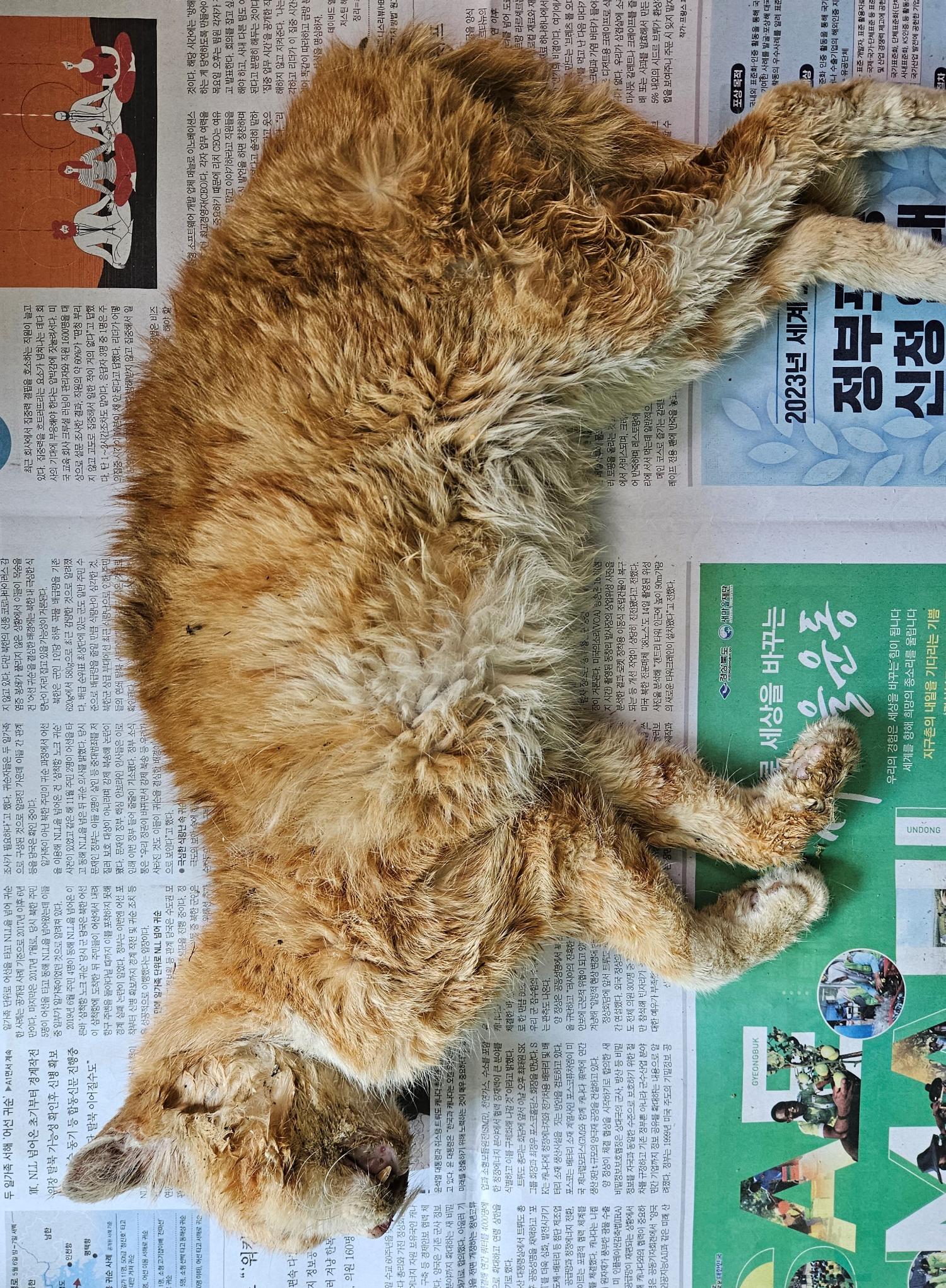 대구유기동물보호센터_427342202300381
