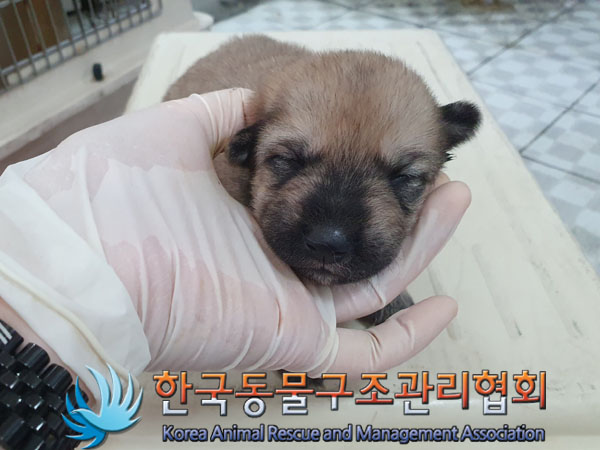 한국동물구조관리협회_441559202300452