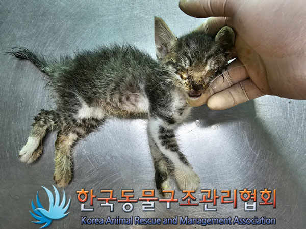 한국동물구조관리협회_411310202300275