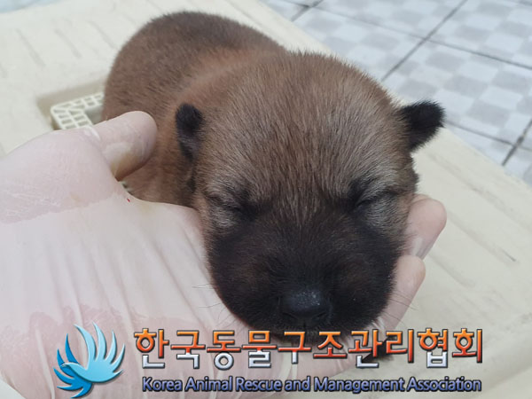 한국동물구조관리협회_441559202300449