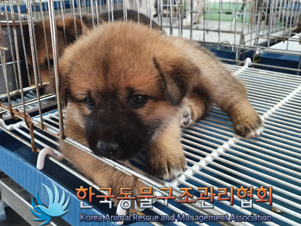 한국동물구조관리협회_441406202300876