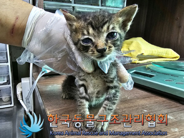 한국동물구조관리협회_411304202300397
