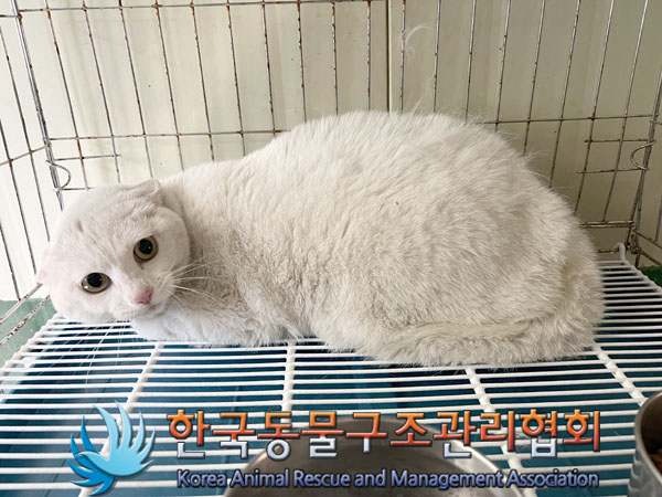 한국동물구조관리협회_411306202300428