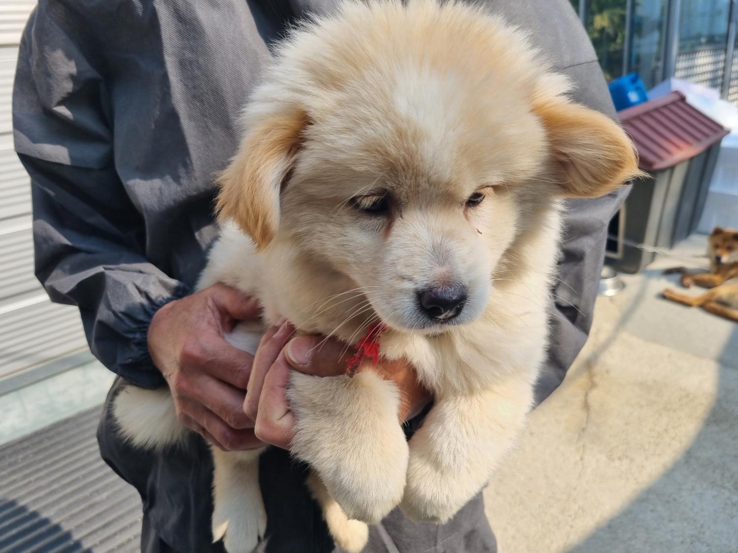 양산시 동물보호센터_448538202300361