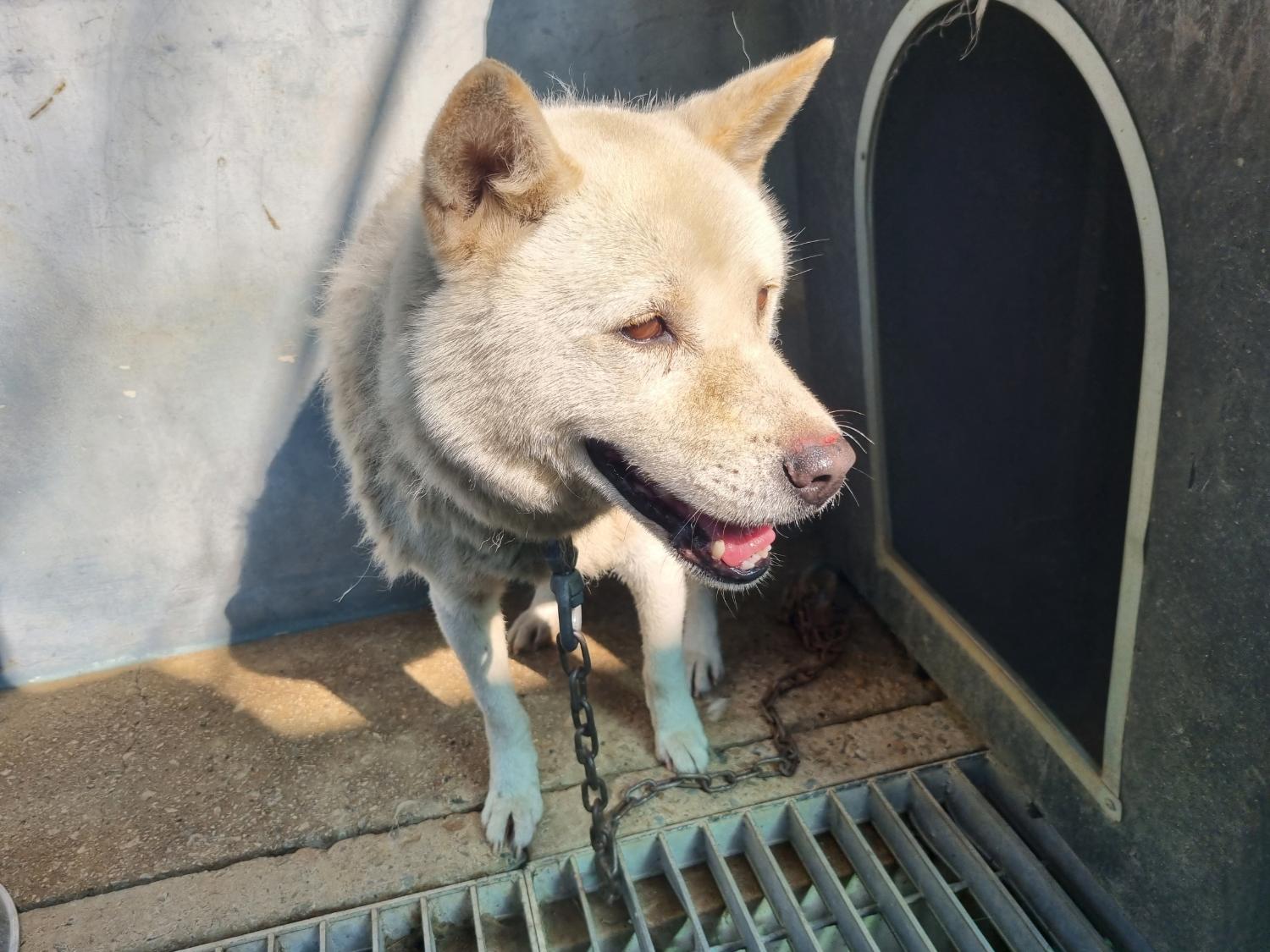 양산시 동물보호센터_448538202300363
